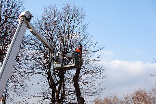 Trusted Lone Grove, OK Tree Removal Services Experts